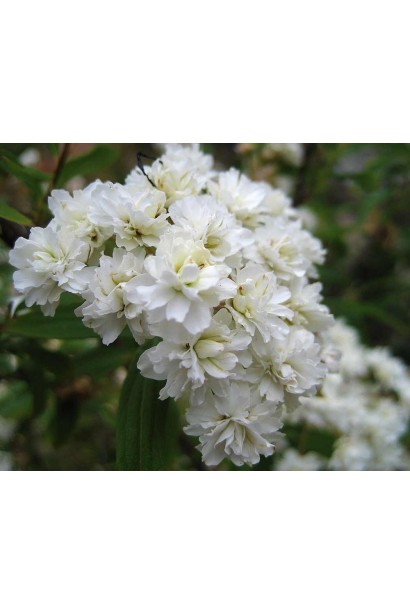 Спірея махрова біла